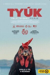 tyúk